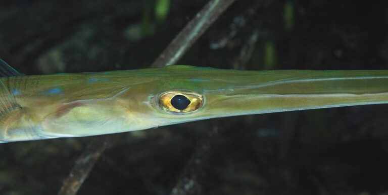 Un poisson-flûte lessepsien, élégant et allongé, évolue dans les eaux méditerranéennes de Porquerolles. #Biodiversité