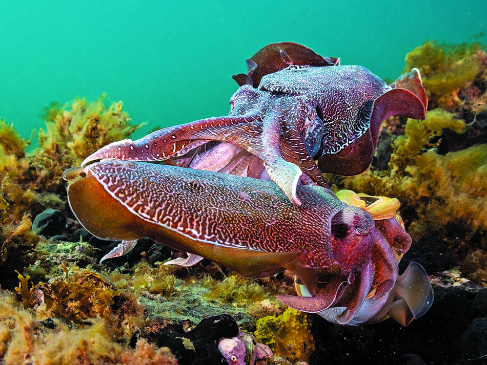 Male sournois