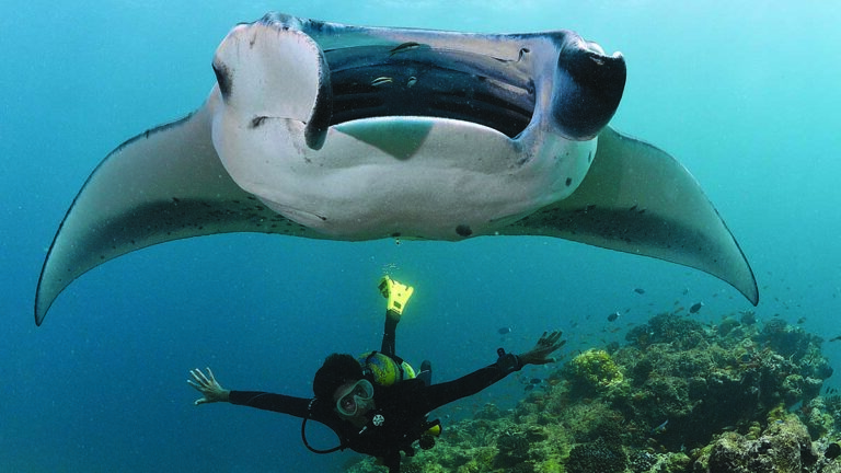 Un plongeur explore les profondeurs marines aux côtés d'une majestueuse raie manta, symbole de la beauté de l'écosystème o...