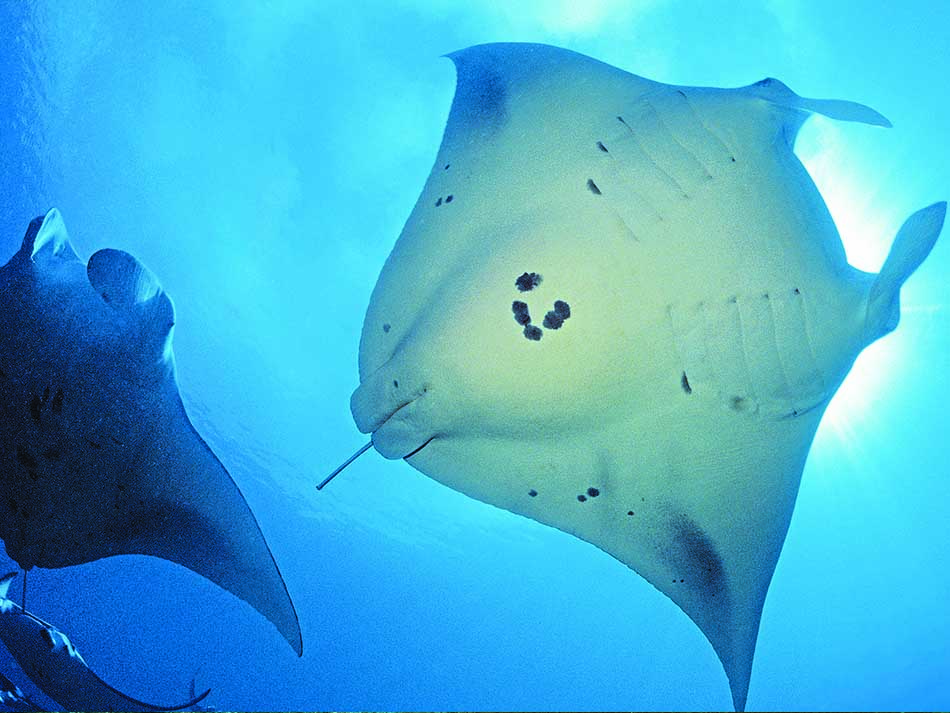 Manta femelle