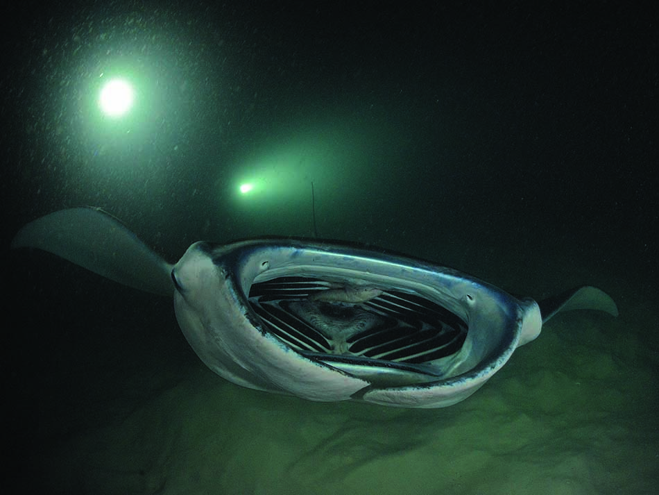 Manta Nicolas b