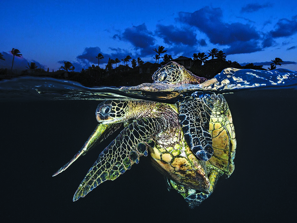 Mating tortue