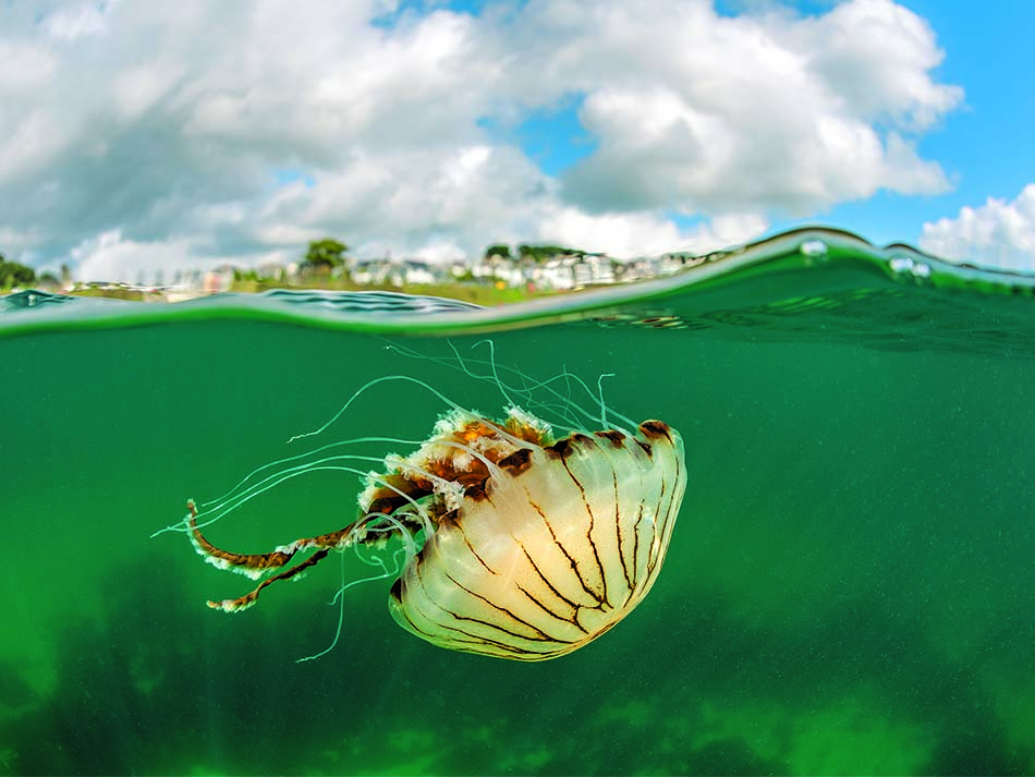 Meduse 1