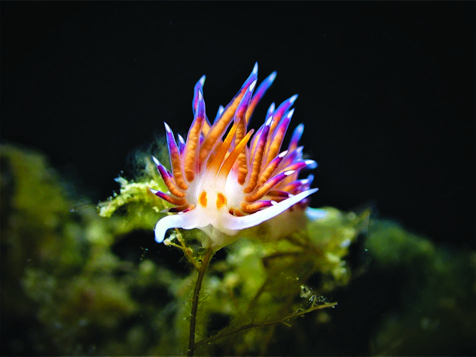 Nudibranches