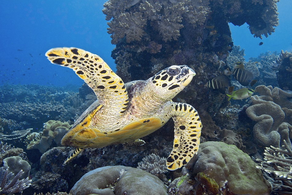 Tortue imbriquée, eretmochelys imbricata