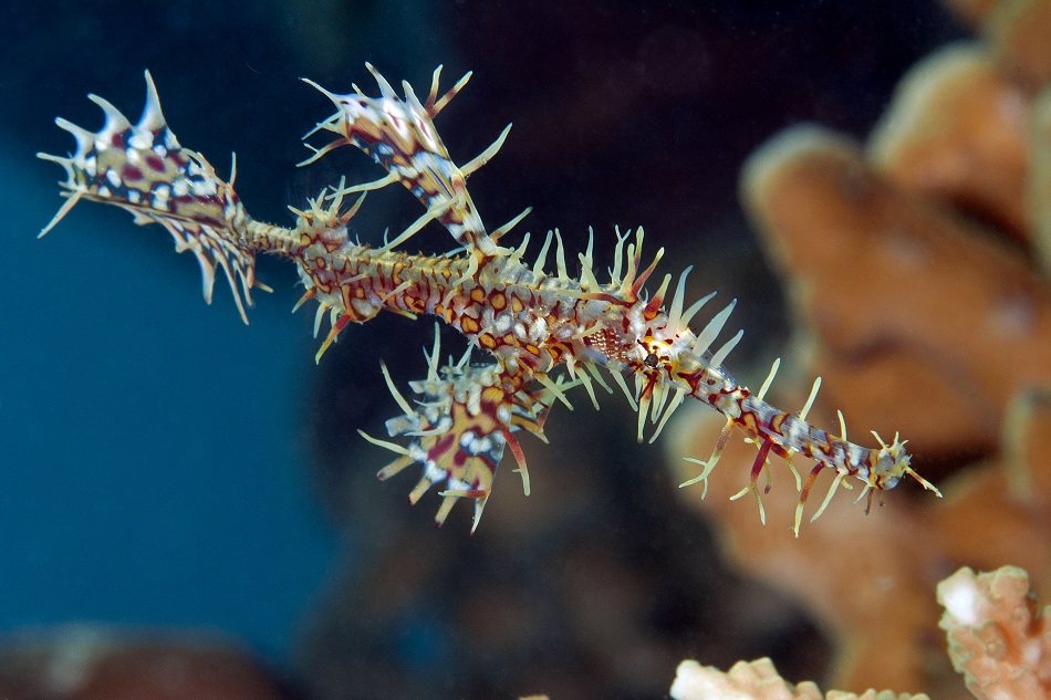 Poisson fantôme arlequin, solenostomus paradoxus