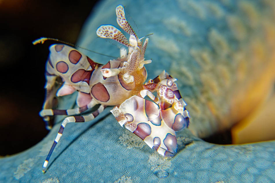 Crevette arlequin, hymenocera picta