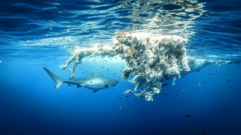 Un requin-tigre explore les profondeurs bleues, entouré de débris marins, illustrant les défis de la conservation océanique.