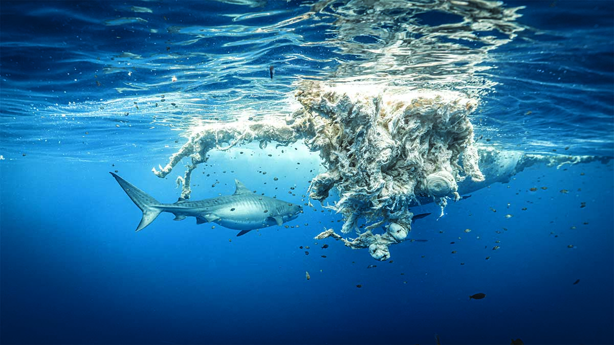 Un requin-tigre explore les profondeurs bleues, entouré de débris marins, illustrant les défis de la conservation océanique.