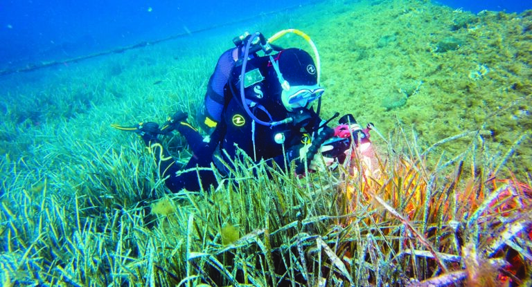 Un plongeur explore les herbiers sous-marins, capturant la biodiversité éclatante de l'océan avec son appareil photo.