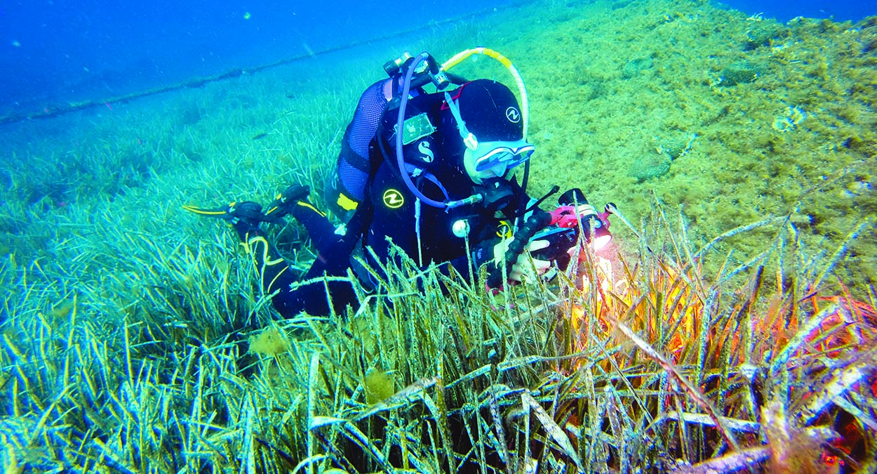 Un plongeur explore les herbiers sous-marins, capturant la biodiversité éclatante de l'océan avec son appareil photo.