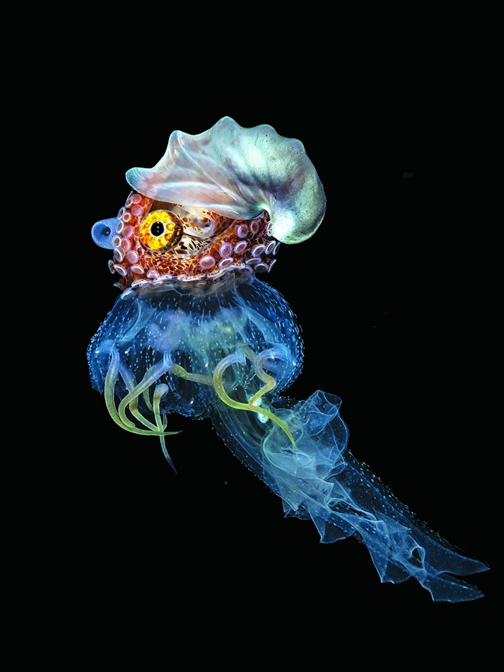 Papernautilus