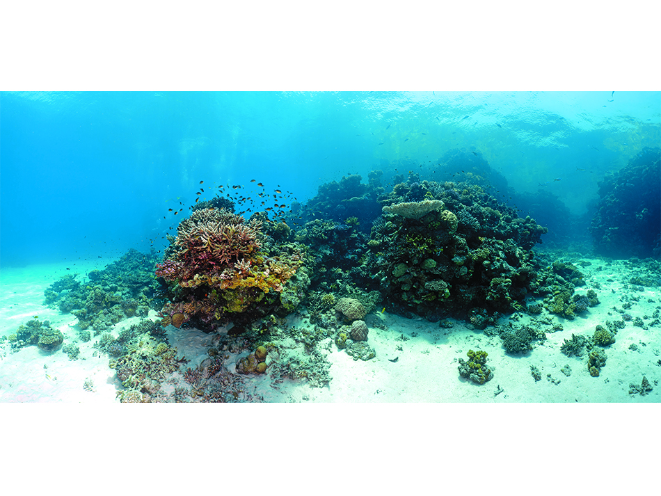 Patate corail