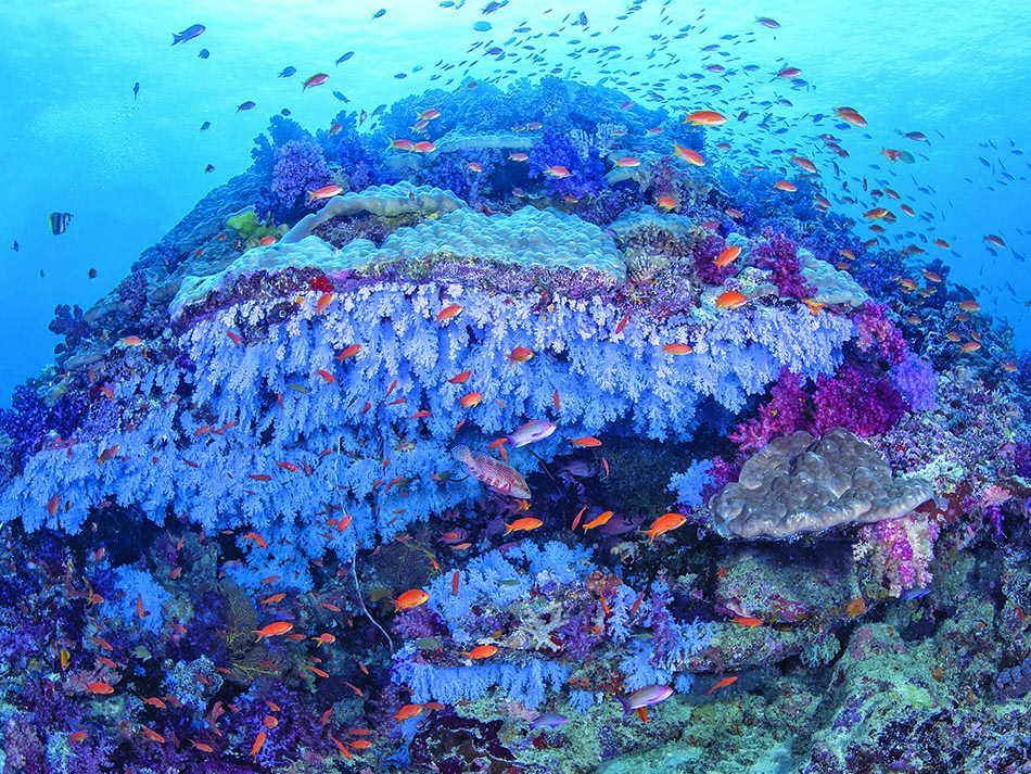 Patate de corail markus