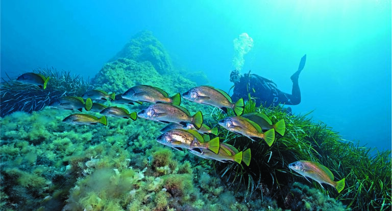 Un plongeur explore un récif vibrant entouré de corbs, révélant la richesse de la biodiversité marine. #Plongée