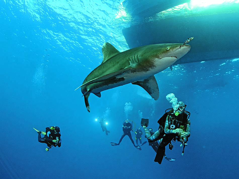 Plongeurs et requins egypte
