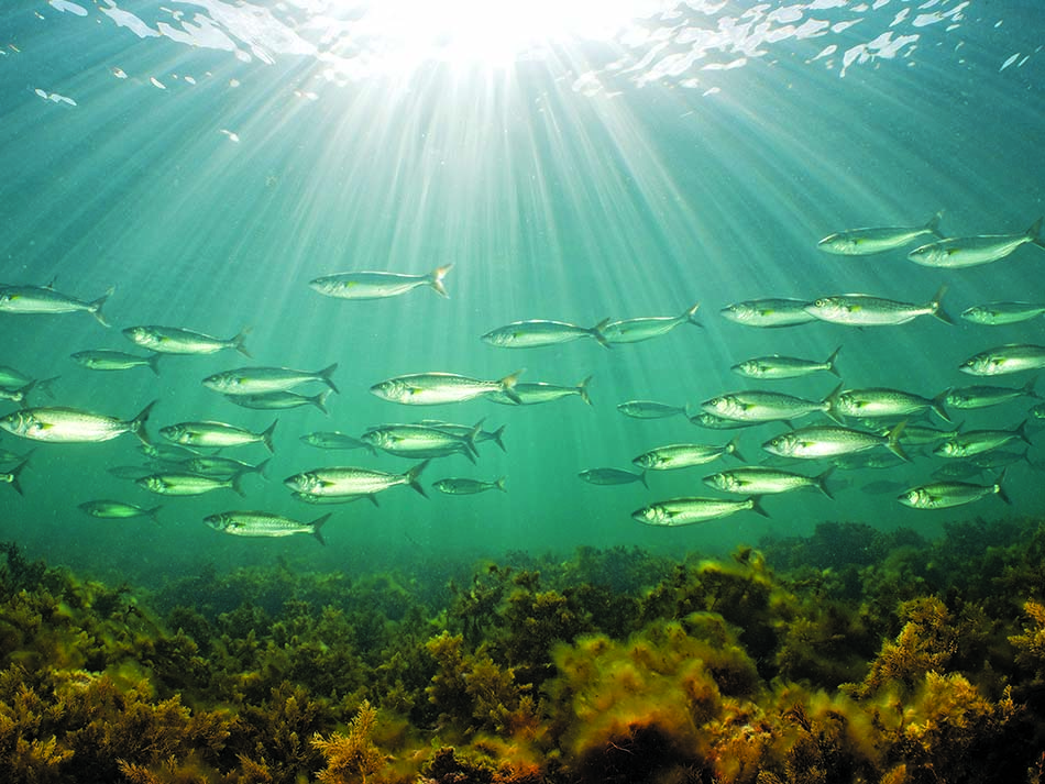 Poissons à stony point