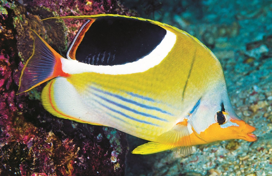 Poissons papillons steven weinberg francois libert 00