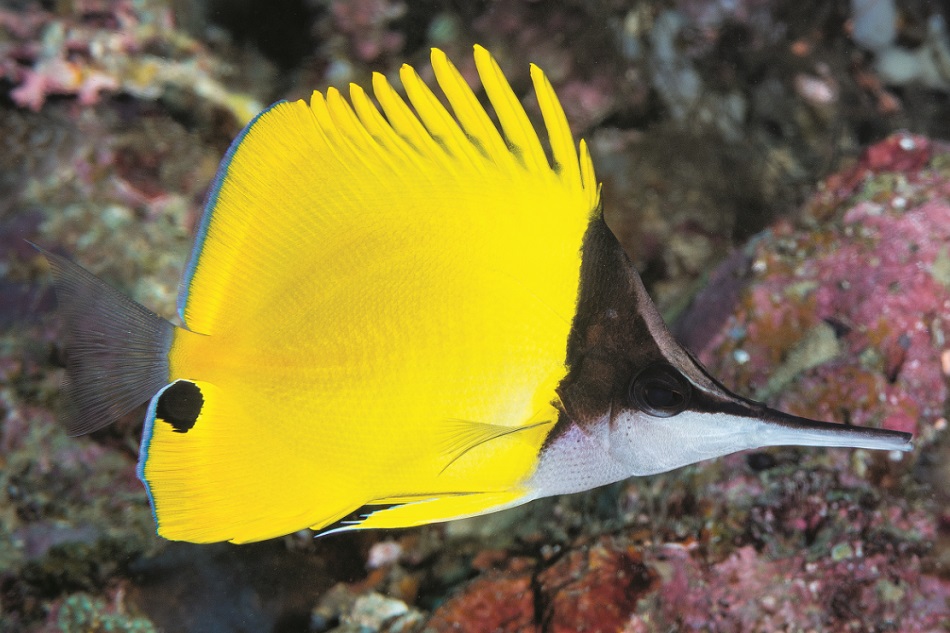 Poissons papillons steven weinberg francois libert 01