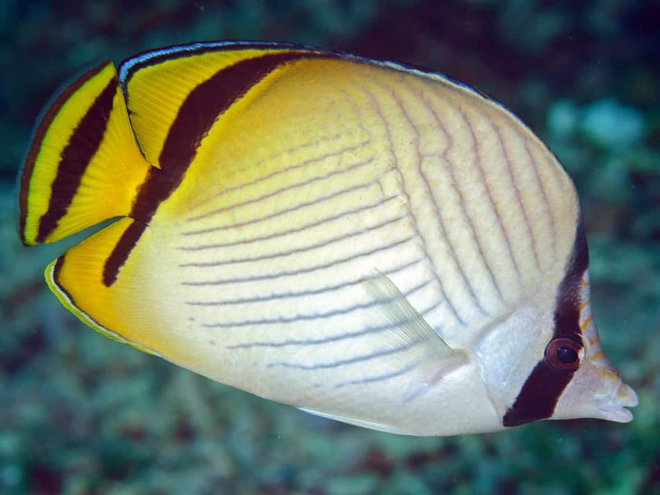 Poissons papillons steven weinberg francois libert 10