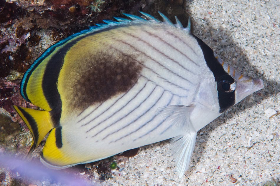 Poissons papillons steven weinberg francois libert 11