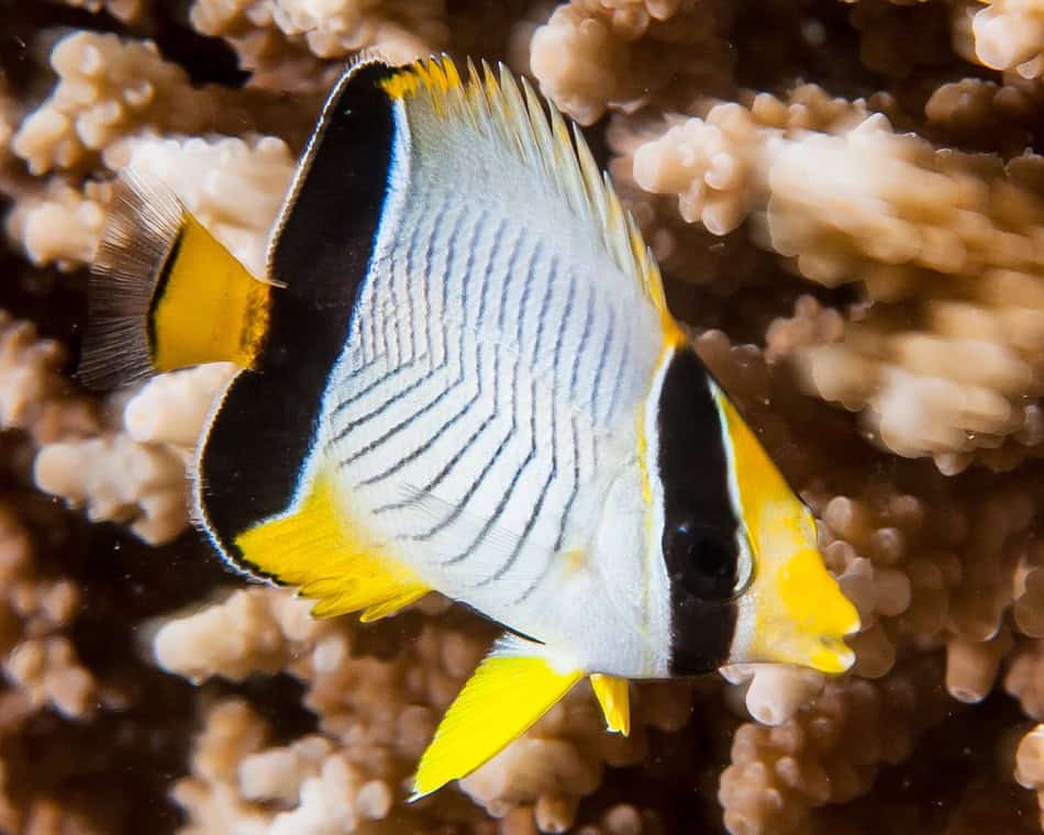 Poissons papillons steven weinberg francois libert 12