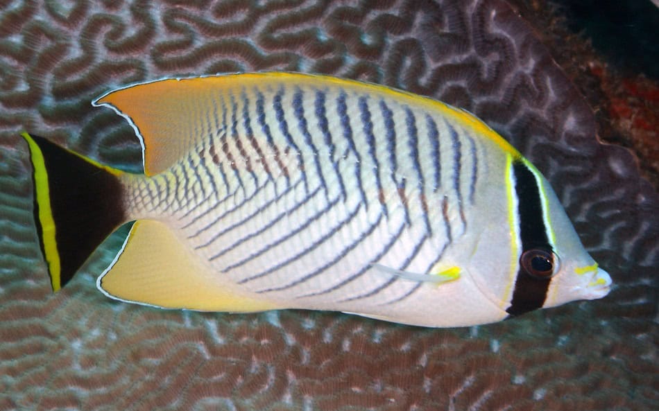 Poissons papillons steven weinberg francois libert 13
