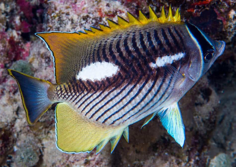 Poissons papillons steven weinberg francois libert 14
