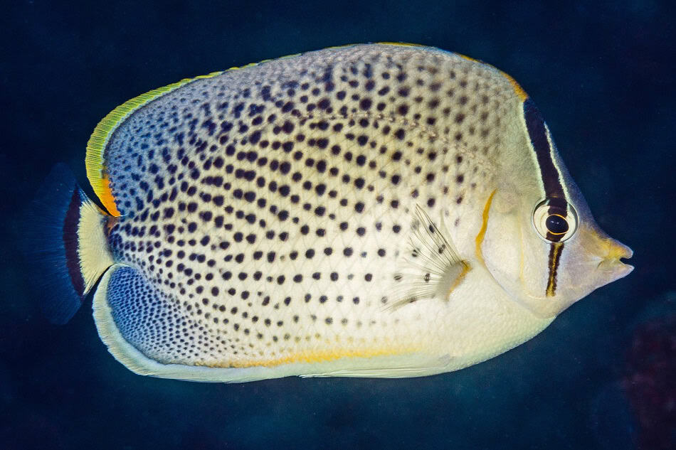 Poissons papillons steven weinberg francois libert 15