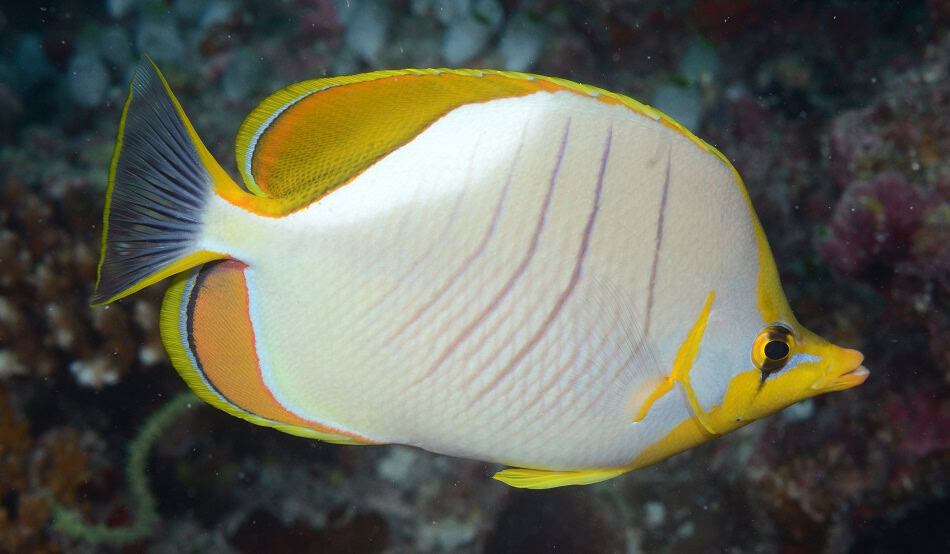 Poissons papillons steven weinberg francois libert 16