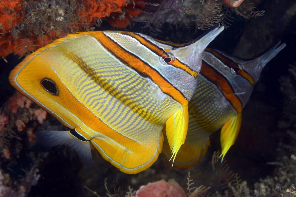 Poissons papillons steven weinberg francois libert 17