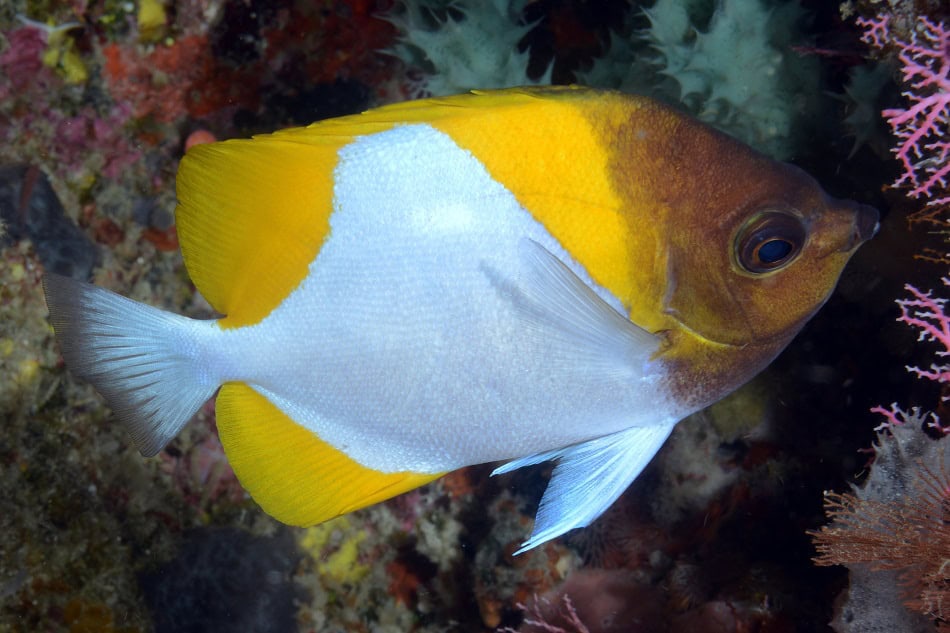 Poissons papillons steven weinberg francois libert 18