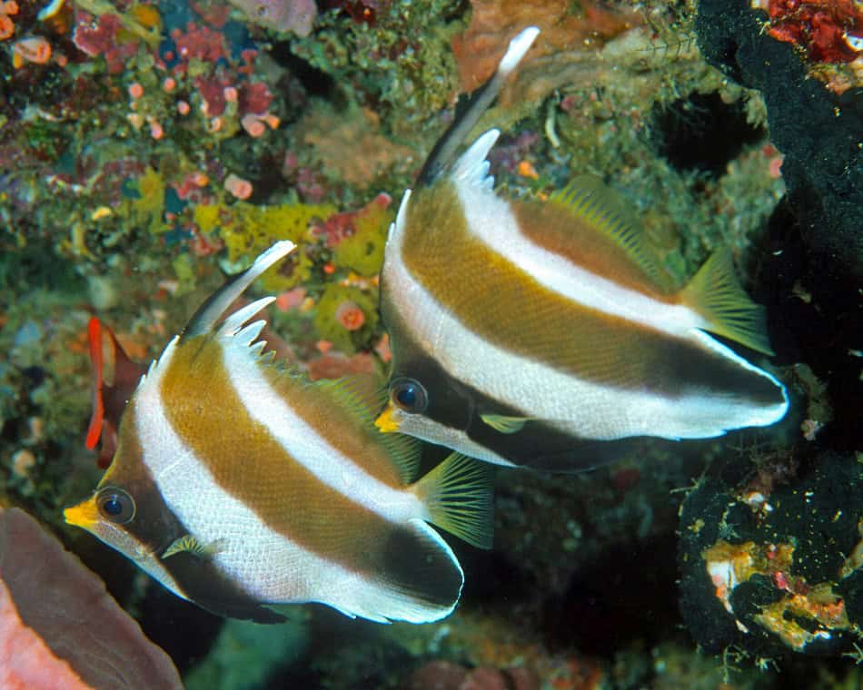 Poissons papillons steven weinberg francois libert 19