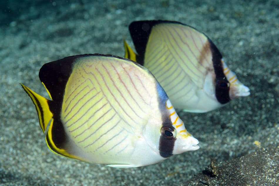 Poissons papillons steven weinberg francois libert 2