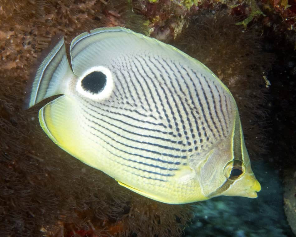 Poissons papillons steven weinberg francois libert 20