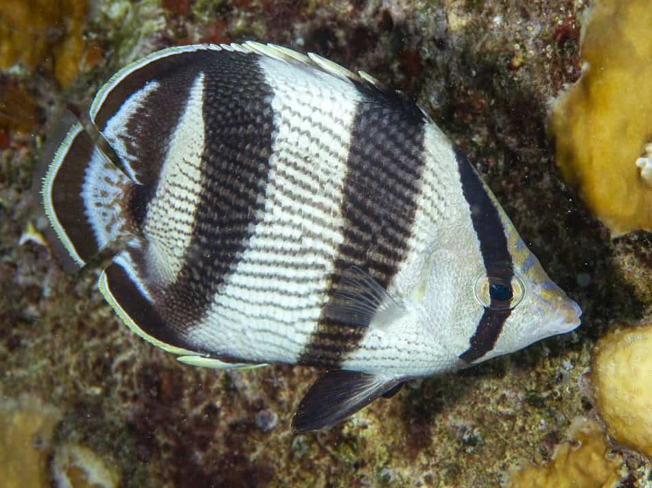 Poissons papillons steven weinberg francois libert 21
