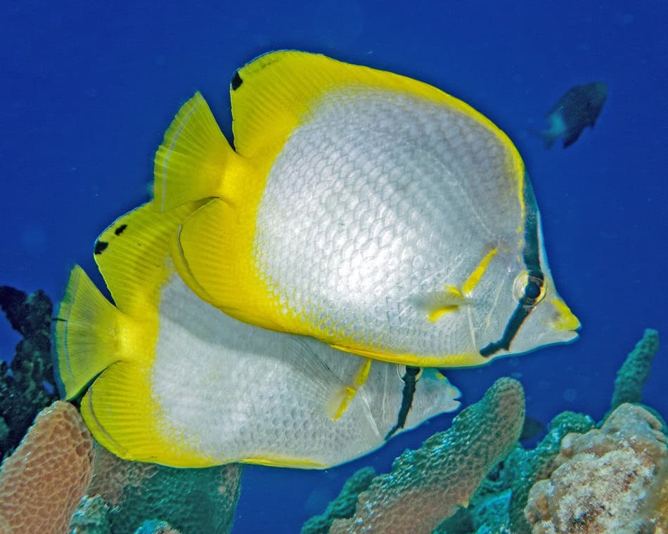 Poissons papillons steven weinberg francois libert 22