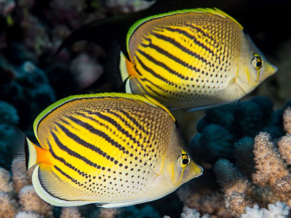 Poissons papillons steven weinberg francois libert 28