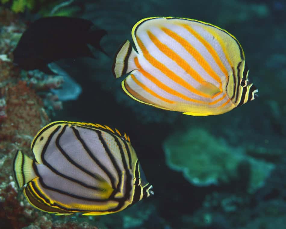 Poissons papillons steven weinberg francois libert 3