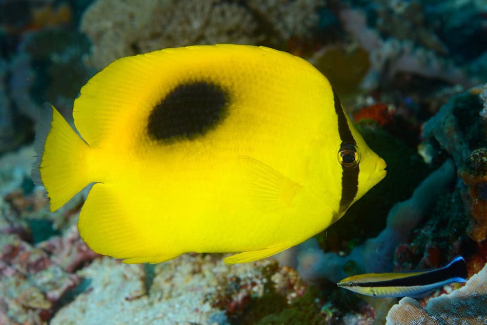 Poissons papillons steven weinberg francois libert 4