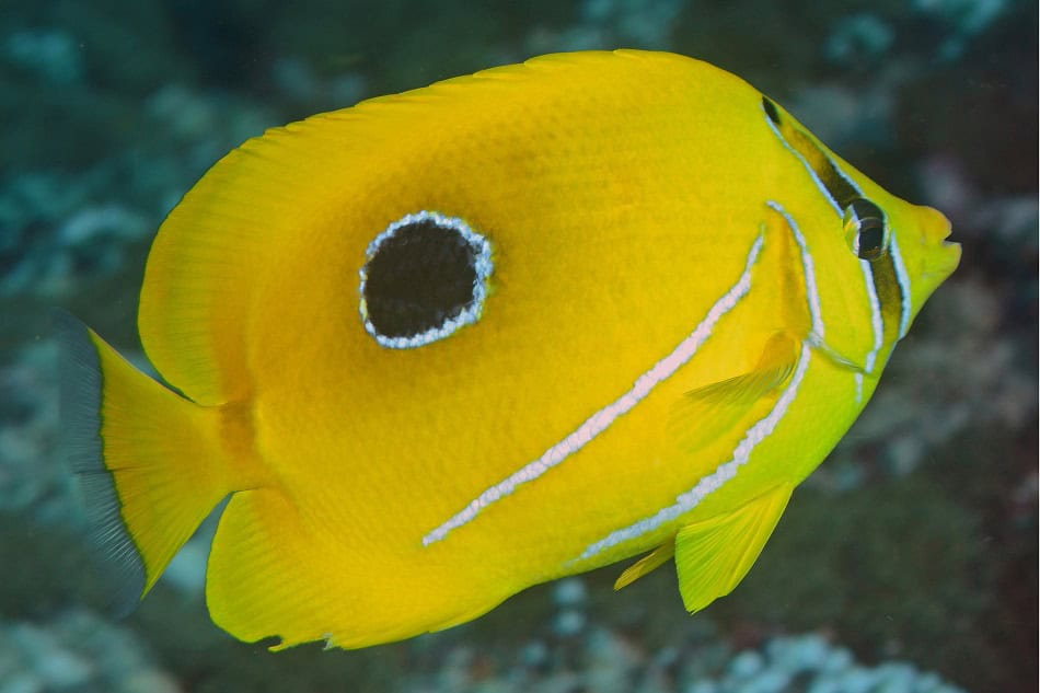 Poissons papillons steven weinberg francois libert 7