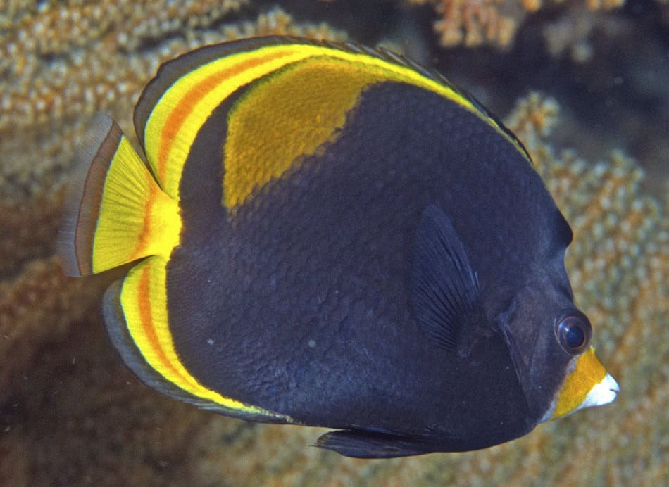 Poissons papillons steven weinberg francois libert 8