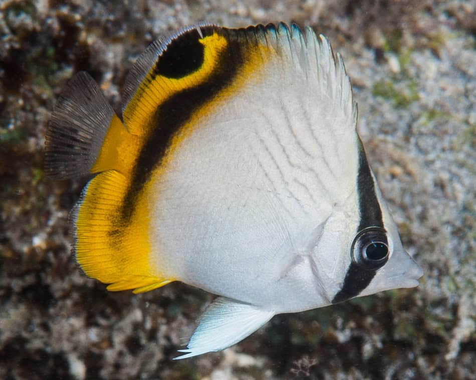 Poissons papillons steven weinberg francois libert 9
