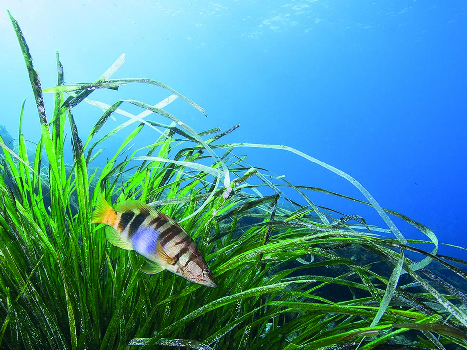 Posidonie poisson