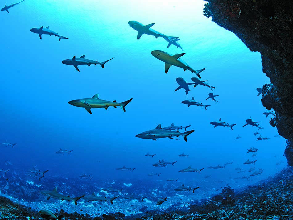 Requin boris diaw