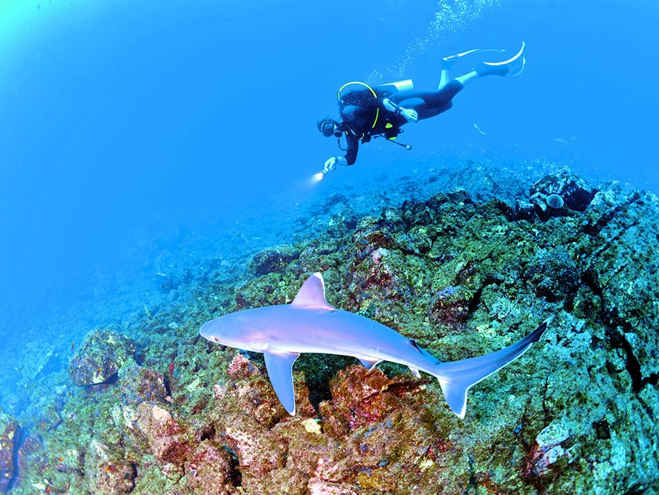 Requin et plongeur