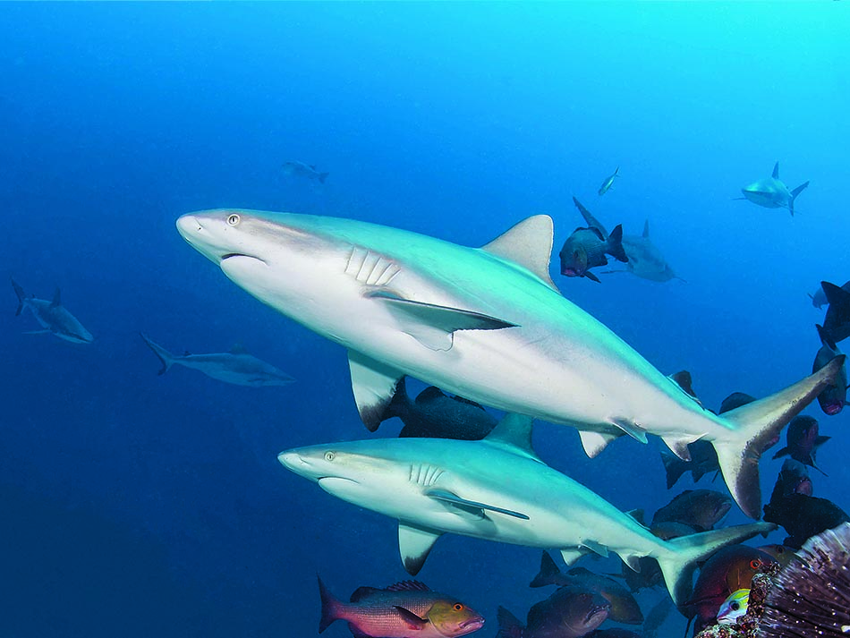 Requin markus
