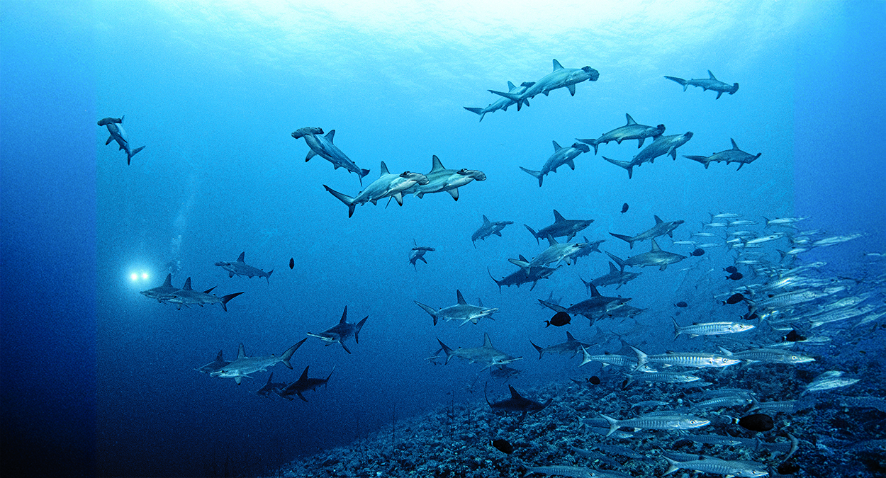 Dans les profondeurs océaniques, un banc de requins-marteaux évolue majestueusement, offrant un spectacle fascinant pour l...