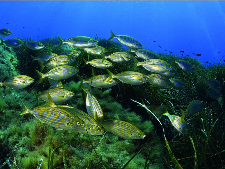 Un banc de saupes évolue harmonieusement au-dessus des herbiers marins, illustrant la richesse de la biodiversité sous-mar...