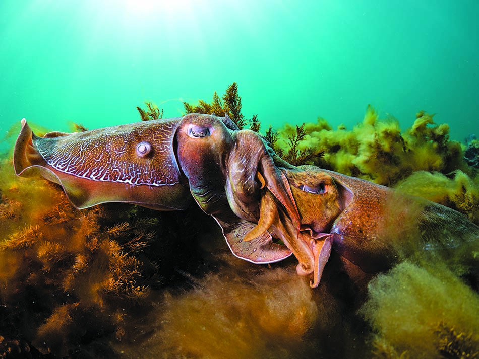 Seiches accouplement